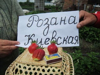 Тростянецька РЦБС