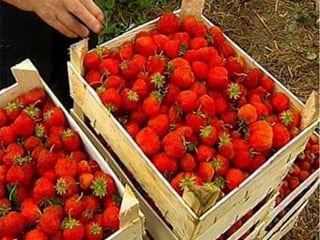 Тростянецька РЦБС