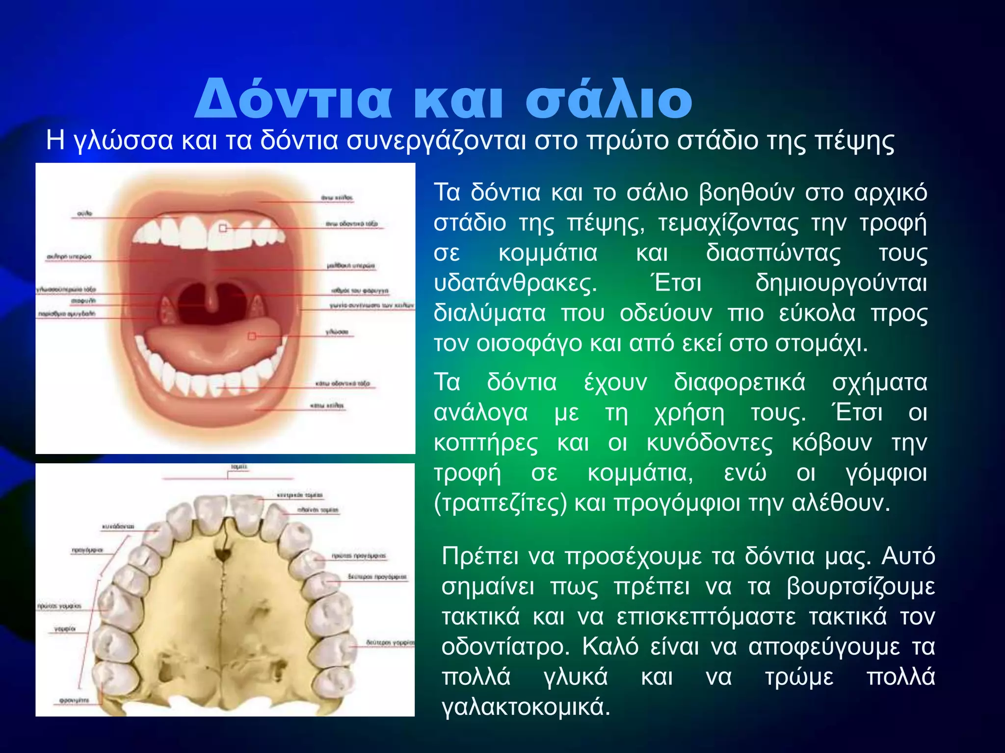 Ζ γιώζζα θαη ηα δόληηα ζπλεξγάδνληαη ζην πξώην ζηάδην ηεο πέςεο
Δόντια και σάλιο
Σα δόληηα θαη ην ζάιην βνεζνύλ ζην αξρηθό
ζηάδην ηεο πέςεο, ηεκαρίδνληαο ηελ ηξνθή
ζε θνκκάηηα θαη δηαζπώληαο ηνπο
πδαηάλζξαθεο. Έηζη δεκηνπξγνύληαη
δηαιύκαηα πνπ νδεύνπλ πην εύθνια πξνο
ηνλ νηζνθάγν θαη από εθεί ζην ζηνκάρη.
Σα δόληηα έρνπλ δηαθνξεηηθά ζρήκαηα
αλάινγα κε ηε ρξήζε ηνπο. Έηζη νη
θνπηήξεο θαη νη θπλόδνληεο θόβνπλ ηελ
ηξνθή ζε θνκκάηηα, ελώ νη γόκθηνη
(ηξαπεδίηεο) θαη πξνγόκθηνη ηελ αιέζνπλ.
Πξέπεη λα πξνζέρνπκε ηα δόληηα καο. Απηό
ζεκαίλεη πσο πξέπεη λα ηα βνπξηζίδνπκε
ηαθηηθά θαη λα επηζθεπηόκαζηε ηαθηηθά ηνλ
νδνληίαηξν. Καιό είλαη λα απνθεύγνπκε ηα
πνιιά γιπθά θαη λα ηξώκε πνιιά
γαιαθηνθνκηθά.
 