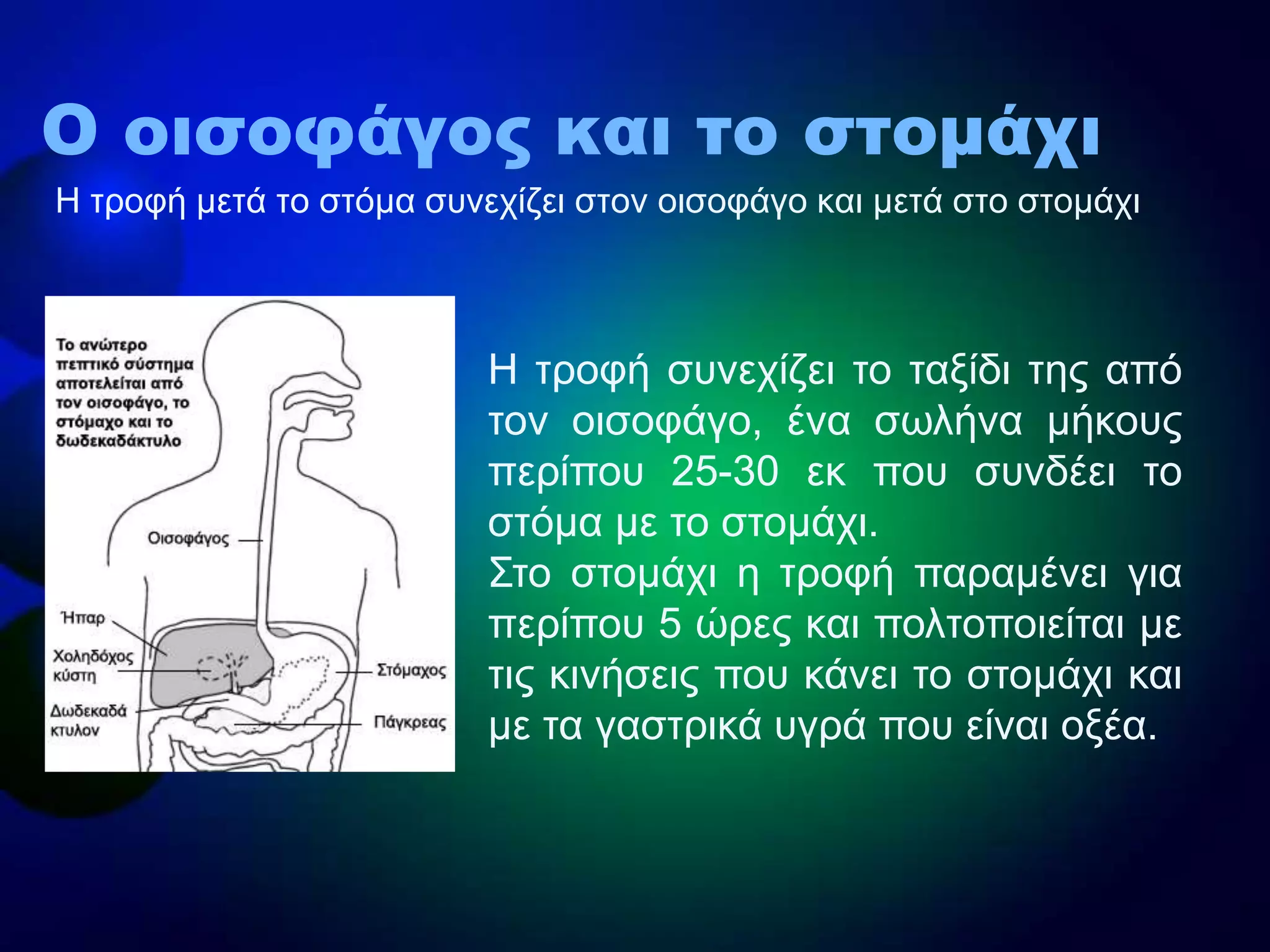 Ζ ηξνθή κεηά ην ζηόκα ζπλερίδεη ζηνλ νηζνθάγν θαη κεηά ζην ζηνκάρη
Ο οισοφάγος και το στομάχι
Ζ ηξνθή ζπλερίδεη ην ηαμίδη ηεο από
ηνλ νηζνθάγν, έλα ζσιήλα κήθνπο
πεξίπνπ 25-30 εθ πνπ ζπλδέεη ην
ζηόκα κε ην ζηνκάρη.
΢ην ζηνκάρη ε ηξνθή παξακέλεη γηα
πεξίπνπ 5 ώξεο θαη πνιηνπνηείηαη κε
ηηο θηλήζεηο πνπ θάλεη ην ζηνκάρη θαη
κε ηα γαζηξηθά πγξά πνπ είλαη νμέα.
 