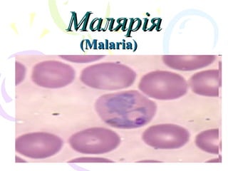 МаляріяМалярія
(Malaria)(Malaria)
 