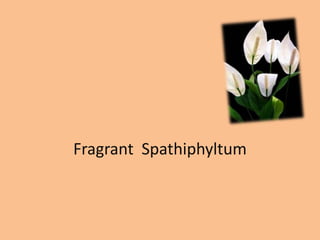 Fragrant Spathiphyltum
 