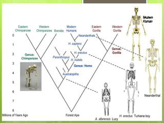 אבולוציית האדם