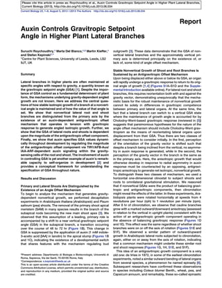 Current Biology 23, 1–8, August 5, 2013 ª2013 The Authors http://dx.doi.org/10.1016/j.cub.2013.06.034
Report
Auxin Controls Gravitropic Setpoint
Angle in Higher Plant Lateral Branches
Suruchi Roychoudhry,1 Marta Del Bianco,1,2 Martin Kieffer,1
and Stefan Kepinski1,*
1Centre for Plant Sciences, University of Leeds, Leeds, LS2
9JT, UK
Summary
Lateral branches in higher plants are often maintained at
speciﬁc angles with respect to gravity, a quantity known as
the gravitropic setpoint angle (GSA) [1]. Despite the impor-
tance of GSA control as a fundamental determinant of plant
form, the mechanisms underlying gravity-dependent angled
growth are not known. Here we address the central ques-
tions of how stable isotropic growth of a branch at a nonvert-
ical angle is maintained and of how the value of that angle is
set. We show that nonvertical lateral root and shoot
branches are distinguished from the primary axis by the
existence of an auxin-dependent antigravitropic offset
mechanism that operates in tension with gravitropic
response to generate angled isotropic growth. Further, we
show that the GSA of lateral roots and shoots is dependent
upon the magnitude of the antigravitropic offset component.
Finally, we show that auxin speciﬁes GSA values dynami-
cally throughout development by regulating the magnitude
of the antigravitropic offset component via TIR1/AFB-Aux/
IAA-ARF-dependent auxin signaling within the gravity-
sensing cells of the root and shoot. The involvement of auxin
in controlling GSA is yet another example of auxin’s remark-
able capacity to self-organize in development [2] and
provides a conceptual framework for understanding the
speciﬁcation of GSA throughout nature.
Results and Discussion
Primary and Lateral Shoots Are Distinguished by the
Existence of an Angle Offset Mechanism
To begin to analyze the mechanism that generates gravity-
dependent nonvertical growth, we performed decapitation
experiments in Arabidopsis thaliana (Arabidopsis) and Pisum
sativum (pea) shoots. The removal of the primary shoot apical
meristem (SAM) in many species results in the branch of the
subapical node becoming the new main shoot apex [3]. We
observed that this assumption of a leading, primary role is
accompanied by a shift to a near vertical gravitropic setpoint
angle (GSA) in the subapical branch, a transition occurring
over the course of 48 to 72 hr (Figure 1B). This change in
GSA is suppressed by the application of auxin (1 mM indole-
3-acetic acid [IAA] in lanolin) to the apical stump (Figures 1B
and 1C), indicating the existence of a developmental switch
that shares features with the mechanism regulating bud
outgrowth [3]. These data demonstrate that the GSA of non-
vertical lateral branches and the approximately vertical pri-
mary axis is determined principally on the existence of, or
lack of, some kind of angle offset mechanism.
Stable Nonvertical Growth of Shoot and Root Branches Is
Sustained by an Antigravitropic Offset Mechanism
Upon being displaced either above or below its GSA, an organ
will rapidly undergo a gravitropic response to return to its orig-
inal angle of growth [1,4] (Figures S1A–S1D and the Supple-
mental Introduction available online). For lateral root and shoot
branches, this requires reorientation both with and against the
gravity vector, demonstrating unequivocally that the mecha-
nistic basis for the robust maintenance of nonvertical growth
cannot lie solely in differences in gravitropic competence
between primary and lateral organs. At the same time, the
fact that a lateral branch can switch to a vertical GSA state
where the maintenance of growth angle is accounted for by
Cholodny-Went-based gravitropic response (reviewed in [5])
suggests that parsimonious hypotheses for the nature of the
angle offset mechanism should include Cholodny-Went grav-
itropism as the means of reorientating lateral organs upon
displacement from their GSA. Thus there are two classes of
offset mechanism to consider initially. In the ﬁrst, perception
of the orientation of the gravity vector is shifted such that
despite a branch being inclined from the vertical, no asymme-
try in auxin response is generated, while in the second, the
perception of the gravity vector in the branch is the same as
in the primary axis. Here, the anisotropic growth that would
otherwise develop in response to radial asymmetry in auxin
response must be counteracted by an opposing, antigravi-
tropic anisotropy to generate net isotropic, nonvertical growth.
To distinguish these two classes of mechanism, we used a
horizontal one-dimensional clinostat to subject shoots and
roots to omnilateral gravitational stimulation. We reasoned
that if nonvertical GSAs were the product of balancing gravi-
tropic and antigravitropic components, then clinorotation
might reveal the effects of the latter. In these experiments, Ara-
bidopsis plants were rotated horizontally at speeds from 4
revolutions per hour (rph) to 1 revolution per minute (rpm).
After 8 hr of clinorotation, we observe that cauline branches
grow with a marked outward/downward anisotropy (assessed
in relation to the vertical in upright plants) consistent with the
action of an antigravitropic growth component operating in
the absence of balancing gravitropic response (Figures 1D
and 1E). This effect was the same regardless of whether shoot
branches were on or off the axis of rotation (Figures S1E and
S1F). We observed a similar pattern of outward/upward
growth in Arabidopsis lateral roots subjected to clinorotation,
again, either on or away from the axis of rotation, indicating
that a common mechanism might underlie these similar root
and shoot responses (Figures 1G, 1H, S1E, and S1F).
This idea of an antigravitropic growth component is a very
old one: de Vries in 1872, in some of the earliest clinorotation
experiments, noted a similar outward bending of lateral organs
from several species, a phenomenon he named epinasty [6].
Subsequent researchers have conﬁrmed these observations
in species including Coleus blumei Benth., wheat, pea, and
Capsicum annuum, and remarkably, these so-called epinastic
2Present address: Dipartimento di Biologia e Biotecnologie, Universita` di
Roma, Sapienza, Via dei Sardi, 70-00185 Rome, Italy
*Correspondence: s.kepinski@leeds.ac.uk
This is an open-access article distributed under the terms of the Creative
Commons Attribution License, which permits unrestricted use, distribution,
and reproduction in any medium, provided the original author and source
are credited.
Please cite this article in press as: Roychoudhry et al., Auxin Controls Gravitropic Setpoint Angle in Higher Plant Lateral Branches,
Current Biology (2013), http://dx.doi.org/10.1016/j.cub.2013.06.034
 