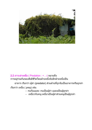 2.2 Predation : + , -)
(predator)
prey)
-
-
 