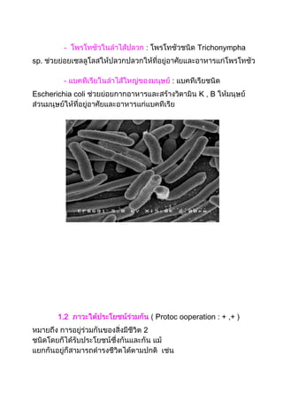 - Trichonympha
sp.
-
Escherichia coli K , B
1.2 Protoc ooperation : + ,+ )
2
 