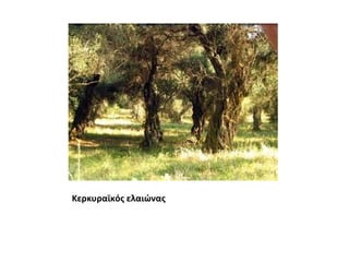 Κερκυραϊκός ελαιώνας
 