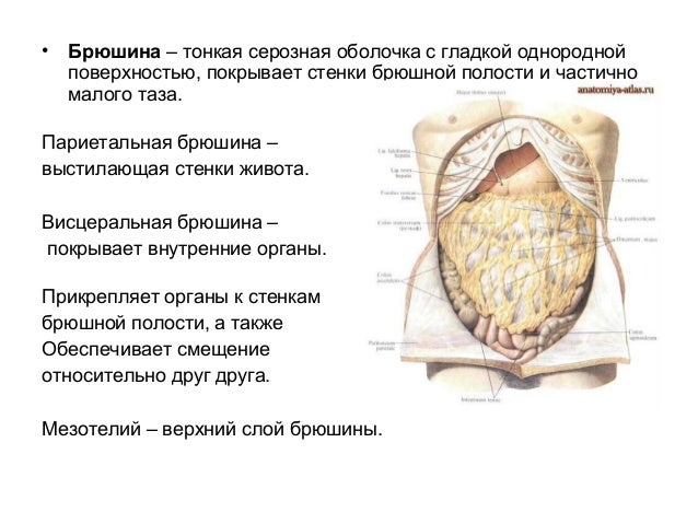 Расположение органов к брюшине йогатерапия спаечной болезни брюшины E67