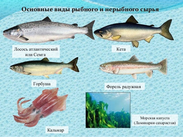 Лососевые рыбы по ценности. Пищевая ценность рыбы. Самое Главная ценность в рыбе. Мерлузовые рыбы. Мерлузы Трескообразные.