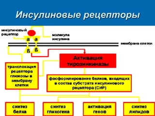 Инсулиновые рецепторы
 
