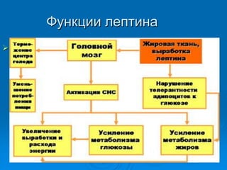 Функции лептина

 