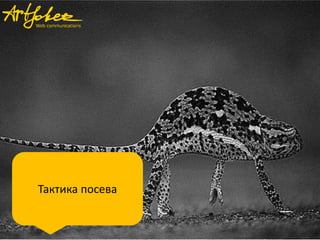 Тактика посева
 