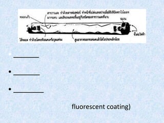 •
•
•
fluorescent coating)
 