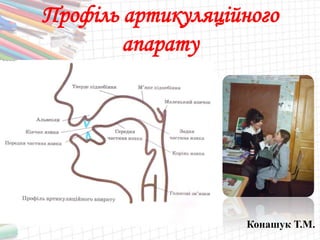 Конашук Т.М.
Профіль артикуляційного
апарату
 