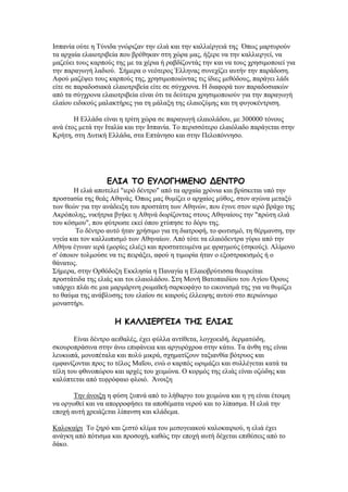 Ηζπαλία νχηε ε Σχληδα γλψξηδαλ ηελ ειηά θαη ηελ θαιιηέξγεηά ηεο ΋πσο καξηπξνχλ
ηα αξραία ειαηνηξηβεία πνπ βξέζεθαλ ζηε ρψξα καο, ήμεξε λα ηελ θαιιηεξγεί, λα
καδεχεη ηνπο θαξπνχο ηεο κε ηα ρέξηα ή ξαβδίδνληάο ηελ θαη λα ηνπο ρξεζηκνπνηεί γηα
ηελ παξαγσγή ιαδηνχ. ΢ήκεξα ν λεφηεξνο Έιιελαο ζπλερίδεη απηήλ ηελ παξάδνζε.
Αθνχ καδέςεη ηνπο θαξπνχο ηεο, ρξεζηκνπνηψληαο ηηο ίδηεο κεζφδνπο, παξάγεη ιάδη
είηε ζε παξαδνζηαθά ειαηνηξηβεία είηε ζε ζχγρξνλα. Ζ δηαθνξά ησλ παξαδνζηαθψλ
απφ ηα ζχγρξνλα ειαηνηξηβεία είλαη φηη ηα δεχηεξα ρξεζηκνπνηνχλ γηα ηελ παξαγσγή
ειαίνπ εηδηθνχο καιαθηήξεο γηα ηε κάιαμε ηεο ειαηνδχκεο θαη ηε θπγνθέληξηζε.
Ζ Διιάδα είλαη ε ηξίηε ρψξα ζε παξαγσγή ειαηνιάδνπ, κε 300000 ηφλνπο
αλά έηνο κεηά ηελ Ηηαιία θαη ηελ Ηζπαλία. Σν πεξηζζφηεξν ειαηφιαδν παξάγεηαη ζηελ
Κξήηε, ζηε Γπηηθή Διιάδα, ζηα Δπηάλεζν θαη ζηελ Πεινπφλλεζν.
ΓΘΖΑ ΠΜ ΓΡΘΜΓΕΙΓΚΜ ΔΓΚΠΞΜ
Ζ ειηά απνηειεί "ηεξφ δέληξν" απφ ηα αξραία ρξφληα θαη βξίζθεηαη ππφ ηελ
πξνζηαζία ηεο ζεάο Αζελάο. ΋πσο καο ζπκίδεη ν αξραίνο κχζνο, ζηνλ αγψλα κεηαμχ
ησλ ζεψλ γηα ηελ αλάδεημε ηνπ πξνζηάηε ησλ Αζελψλ, πνπ έγηλε ζηνλ ηεξφ βξάρν ηεο
Αθξφπνιεο, ληθήηξηα βγήθε ε Αζελά δσξίδνληαο ζηνπο Αζελαίνπο ηελ "πξψηε ειηά
ηνπ θφζκνπ", πνπ θχηξσζε εθεί φπνπ ρηχπεζε ην δφξπ ηεο.
Σν δέληξν απηφ ήηαλ ρξήζηκν γηα ηε δηαηξνθή, ην θσηηζκφ, ηε ζέξκαλζε, ηελ
πγεία θαη ηνλ θαιισπηζκφ ησλ Αζελαίσλ. Απφ ηφηε ηα ειαηφδεληξα γχξσ απφ ηελ
Αζήλα έγηλαλ ηεξά (κνξίεο ειηέο) θαη πξνζηαηεπκέλα κε θξαγκνχο (ζεθνχο). Αιίκνλν
ζ' φπνηνλ ηνικνχζε λα ηηο πεηξάμεη, αθνχ ε ηηκσξία ήηαλ ν εμνζηξαθηζκφο ή ν
ζάλαηνο.
΢ήκεξα, ζηελ Οξζφδνμε Δθθιεζία ε Παλαγία ε Διαηνβξχηηζζα ζεσξείηαη
πξνζηάηηδα ηεο ειηάο θαη ηνη ειαηνιάδνπ. ΢ηε Μνλή Βαηνπαηδίνπ ηνπ Αγίνπ ΋ξνπο
ππάξρεη πιάη ζε κηα καξκάξηλε ξσκατθή ζαξθνθάγν ην εηθνληζκά ηεο γηα λα ζπκίδεη
ην ζαχκα ηεο αλάβιπζεο ηνπ ειαίνπ ζε θαηξνχο έιιεηςεο απηνχ ζην πεξηψλπκν
κνλαζηήξη.
Ε ΗΑΘΘΖΓΞΓΓΖΑ ΠΕΟ ΓΘΖΑΟ
Δίλαη δέληξν αεηζαιέο, έρεη θχιια αληίζεηα, ινγρνεηδή, δεξκαηψδε,
ζθνπξνπξάζηλα ζηελ άλσ επηθάλεηα θαη αξγπξφρξνα ζηελ θάησ. Σα άλζε ηεο είλαη
ιεπθσπά, κνλνπέηαια θαη πνιχ κηθξά, ζρεκαηίδνπλ ηαμηαλζία βφηξπνο θαη
εκθαλίδνληαη πξνο ην ηέινο Μαΐνπ, ελψ ν θαξπφο σξηκάδεη θαη ζπιιέγεηαη θαηά ηα
ηέιε ηνπ θζηλνπψξνπ θαη αξρέο ηνπ ρεηκψλα. Ο θνξκφο ηεο ειηάο είλαη νδψδεο θαη
θαιχπηεηαη απφ ηεθξφθαην θινηφ. Άλνημε
Σελ άλνημε ε θχζε μππλά απφ ην ιήζαξγν ηνπ ρεηκψλα θαη ε γε είλαη έηνηκε
λα νξγσζεί θαη λα απνξξνθήζεη ηα απνζέκαηα λεξνχ θαη ην ιίπαζκα. Ζ ειηά ηελ
επνρή απηή ρξεηάδεηαη ιίπαλζε θαη θιάδεκα.
Καινθαίξη Σν μεξφ θαη δεζηφ θιίκα ηνπ κεζνγεηαθνχ θαινθαηξηνχ, ε ειηά έρεη
αλάγθε απφ πφηηζκα θαη πξνζνρή, θαζψο ηελ επνρή απηή δέρεηαη επηζέζεηο απφ ην
δάθν.
 