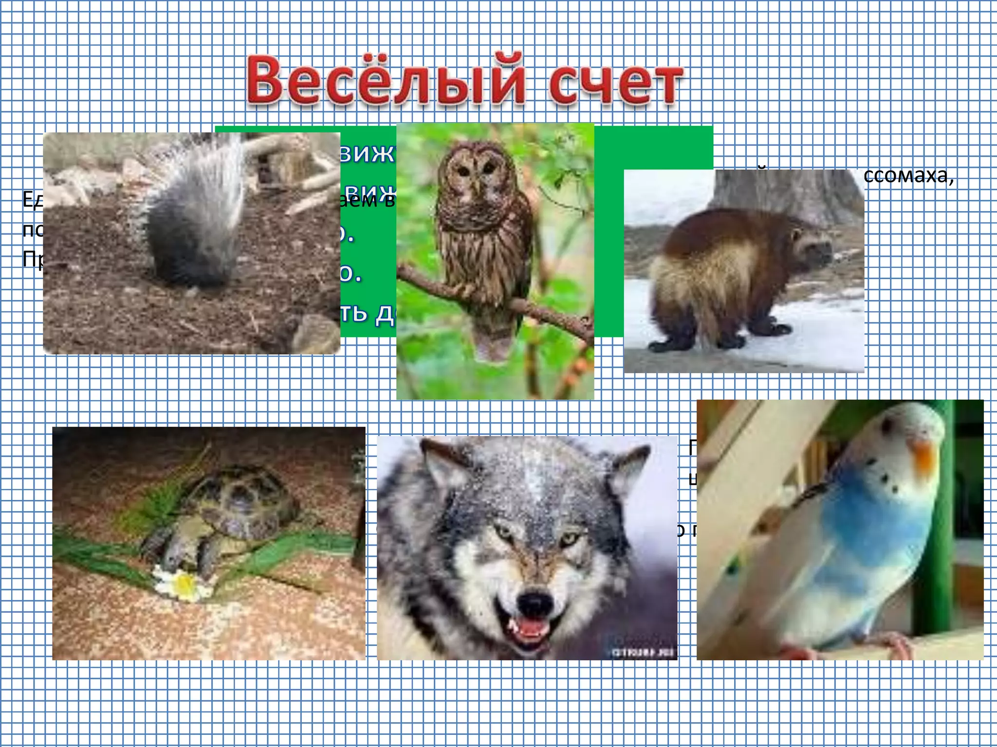 Попугай в листве густой он
шестой,
Серый волк улёгся спать - это пять,
А четвёртой - черепаха,
Третьей стала россомаха,
Чистит пёрышки сова - это два,
Едем с мамой в зоосад и считаем всё
подряд.
Пробегает дикобраз - это раз,
 