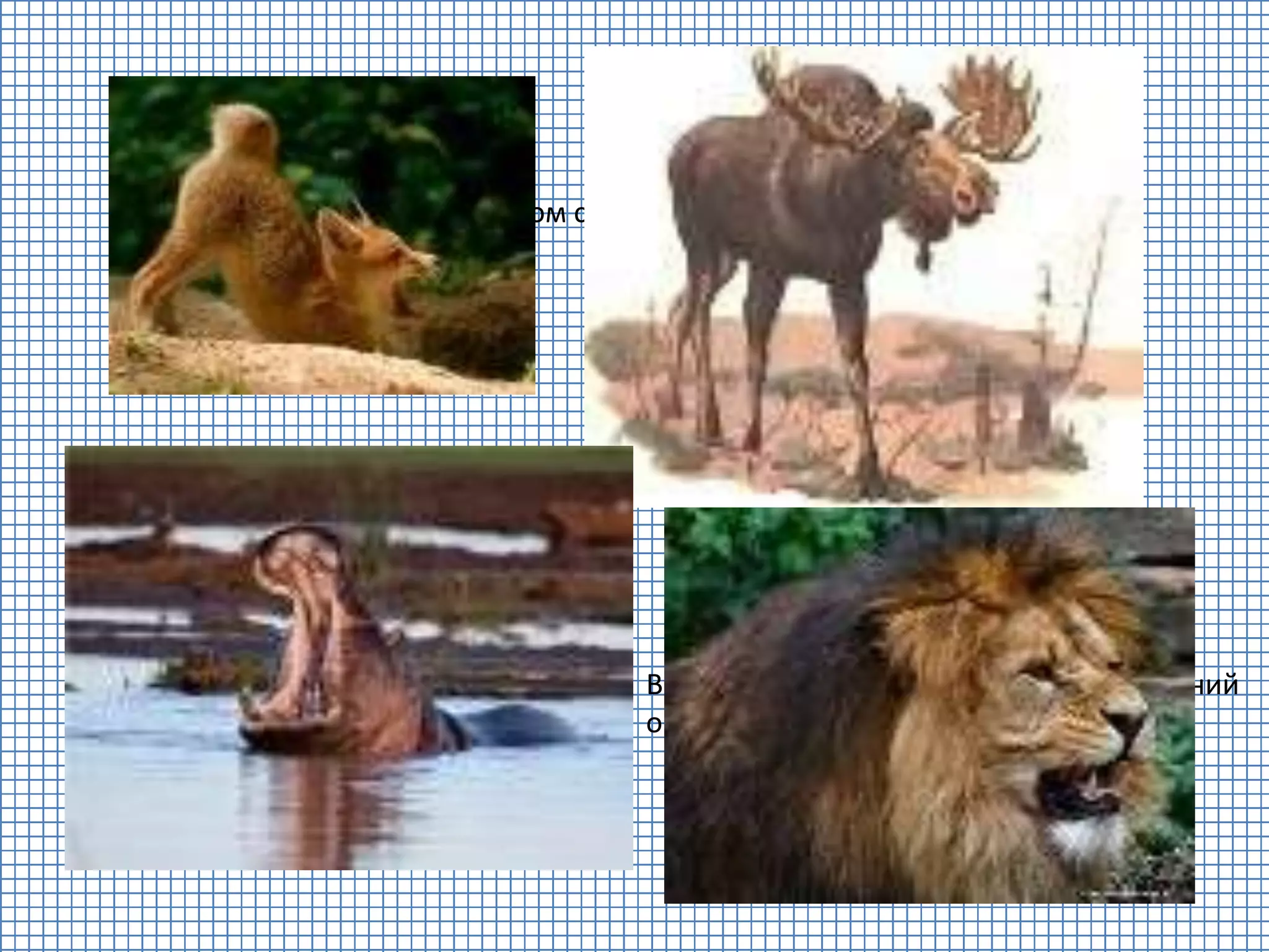 В клетке ходит лев косматый, он последний
он 10.
9 - это бегемот. Рот как бабушкин комод.
Вот лисёнок рядом с лосем. Это будет семь
и восемь.
 