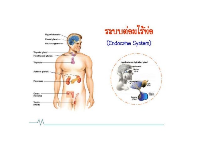 รูปภาพที่เกี่ยวข้อง