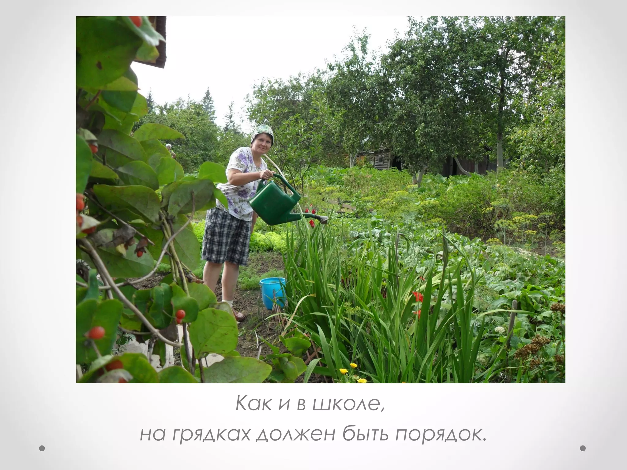 Как и в школе,
на грядках должен быть порядок.
 