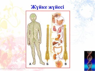 Жүйке жүйесі
 