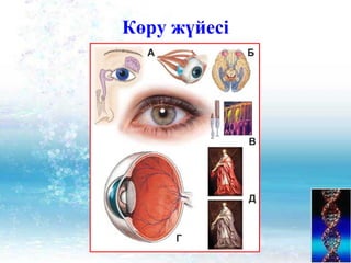 Көру жүйесі
 