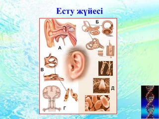 Есту жүйесі
 