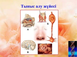Тыныс алу жүйесі
 