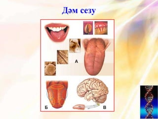 Дәм сезу
 
