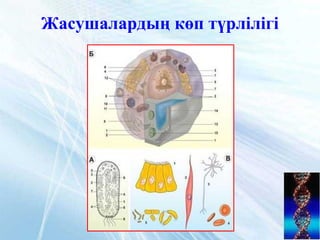 Жасушалардың көп түрлілігі
 