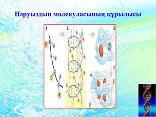 Нәруыздың молекуласының құрылысы
 