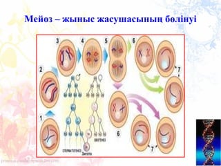 Мейоз – жыныс жасушасының бөлінуі
 