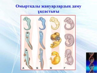 Омыртқалы жануарлардың даму
ұқсастығы
 