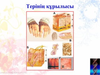 Терінің құрылысы
 