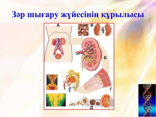 Зәр шығару жүйесінің құрылысы
 