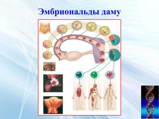 Эмбриональды даму
 