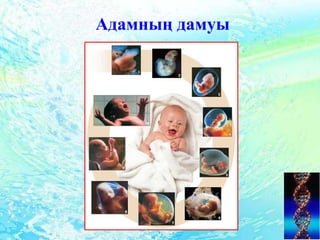 Адамның дамуы
 