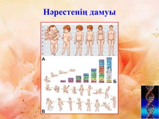 Нәрестенің дамуы
 