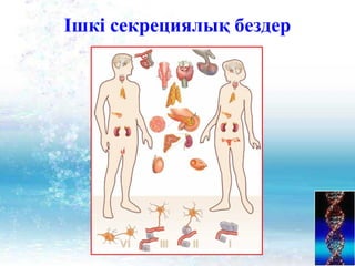 Ішкі секрециялық бездер
 