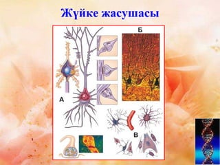 Жүйке жасушасы
 
