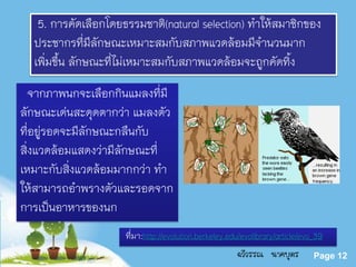 Powerpoint Templates
Page 12
5. การคัดเลือกโดยธรรมชาติ(natural selection) ทาให้สมาชิกของ
ประชากรที่มีลักษณะเหมาะสมกับสภาพแวดล้อมมีจานวนมาก
เพิ่มขึ้น ลักษณะที่ไม่เหมาะสมกับสภาพแวดล้อมจะถูกคัดทิ้ง
ที่มา:http://evolution.berkeley.edu/evolibrary/article/evo_39
จากภาพนกจะเลือกกินแมลงที่มี
ลักษณะเด่นสะดุดตากว่า แมลงตัว
ที่อยู่รอดจะมีลักษณะกลืนกับ
สิ่งแวดล้อมแสดงว่ามีลักษณะที่
เหมาะกับสิ่งแวดล้อมมากกว่า ทา
ให้สามารถอาพรางตัวและรอดจาก
การเป็นอาหารของนก
ฉวีวรรณ นาคบุตร
 