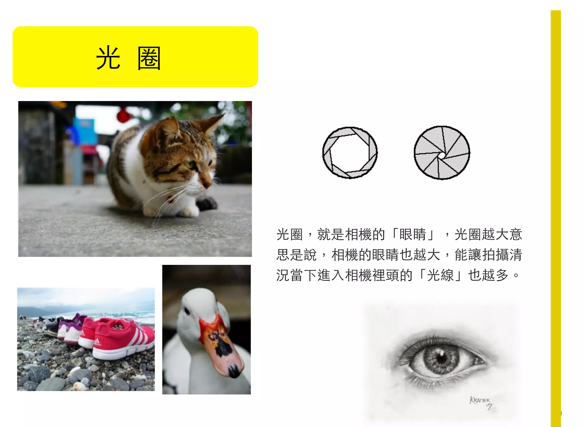 10
光 圈
!
光圈，就是相機的「眼睛」，光圈越大意
思是說，相機的眼睛也越大，能讓拍攝清
況當下進入相機裡頭的「光線」也越多。
 