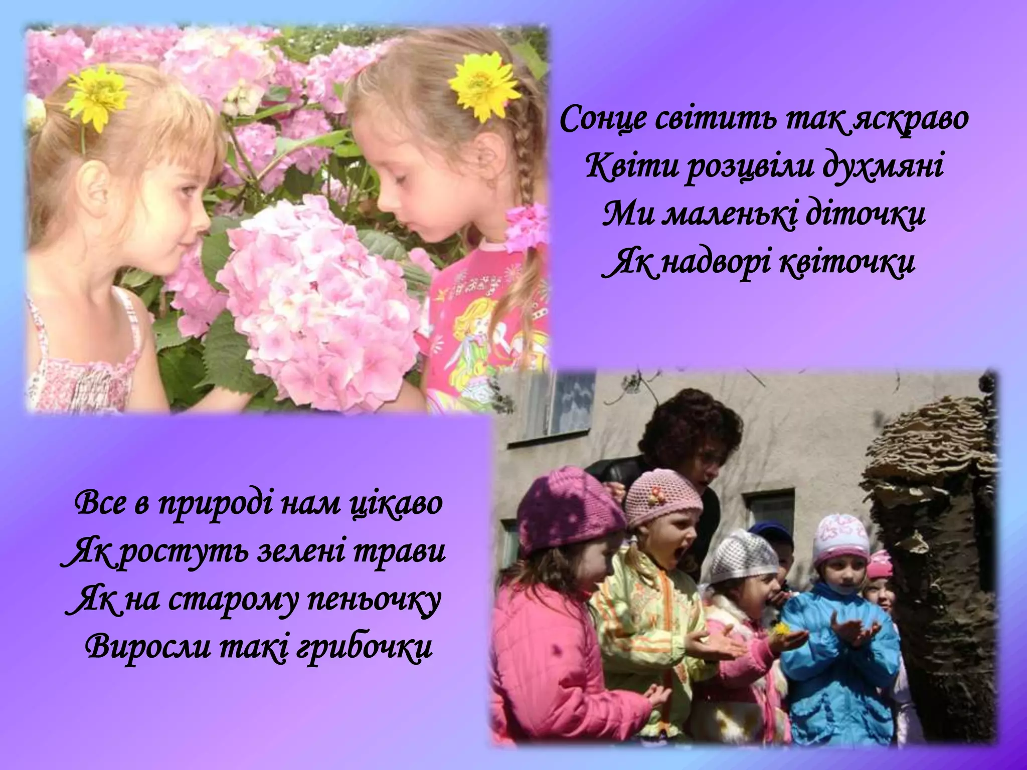 Сонце світить так яскраво
Квіти розцвіли духмяні
Ми маленькі діточки
Як надворі квіточки
Все в природі нам цікаво
Як ростуть зелені трави
Як на старому пеньочку
Виросли такі грибочки
 