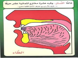 مخارج الحروف العربية