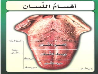 مخارج الحروف العربية