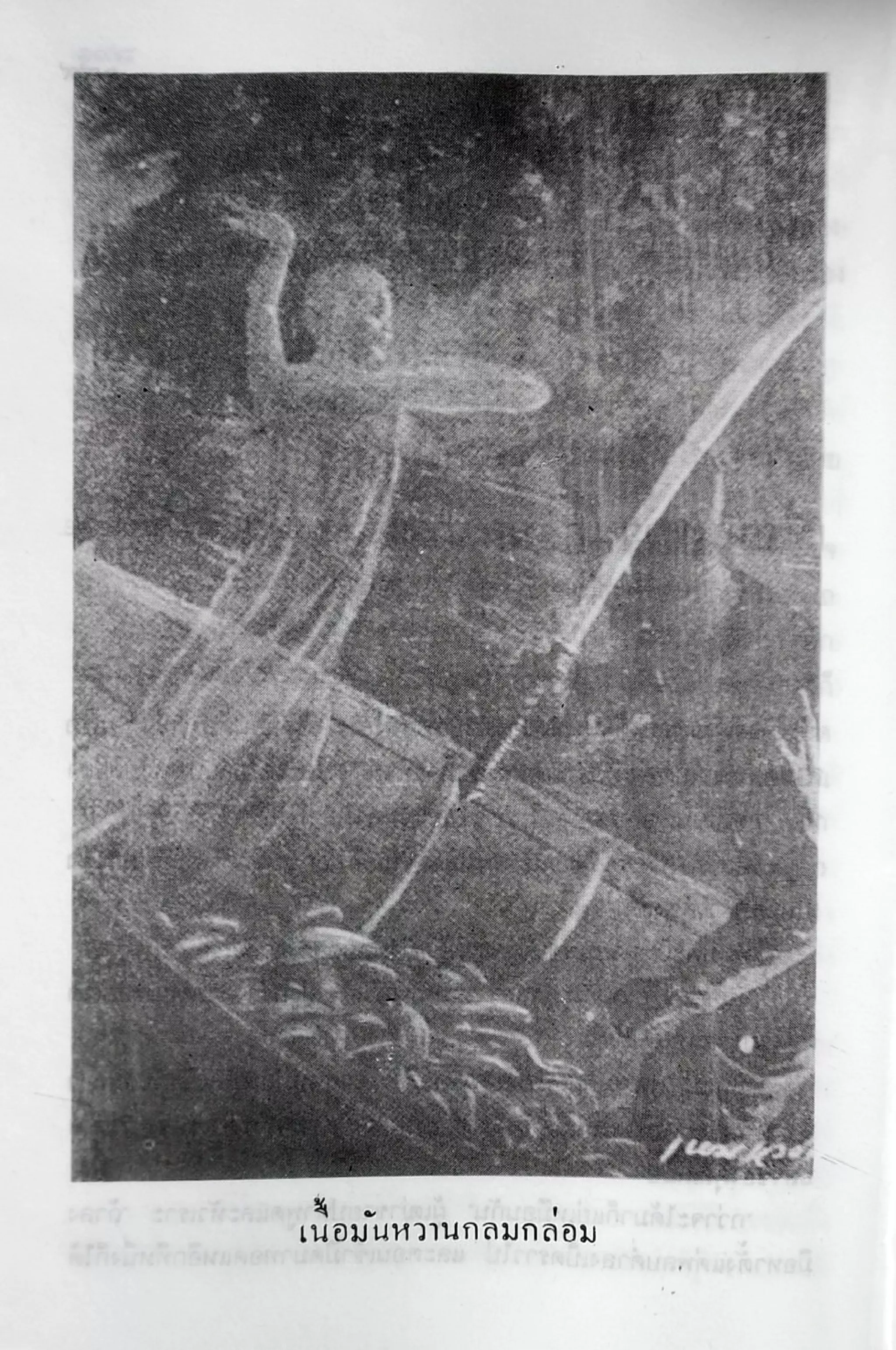 เปิดกรุผีไทย ตอนเมืองแม่วันทอง (เหม เวชกร)