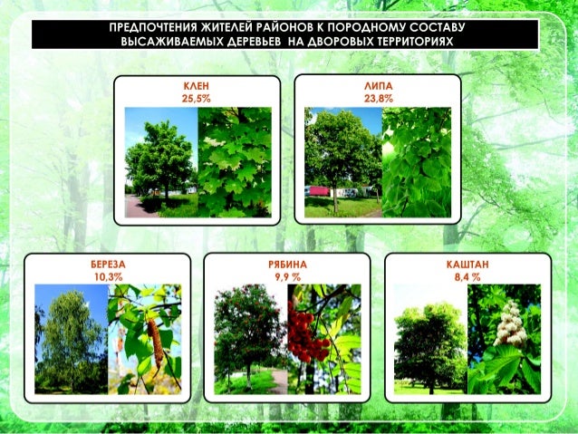 На этих схемах зеленым цветом показаны. Деревья кустарники травы. Растения по окружающему миру 2 класс. Тема кустарники для дошкольников. Деревья кустарники травы цветы.