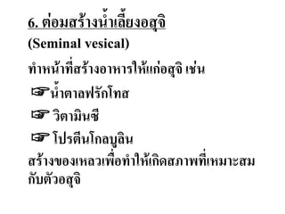 6. ต่อมสร้างน้่าเลี้ยงอสุจิ
(Seminal vesical)
ท่าหน้าทีสร้างอาหารให้แก่อสุจิ เช่น
☞น้่าตาลฟรักโทส
☞ วิตามินซี
☞ โปรตีนโกลบูลิน
สร้างของเหลวเพือท่าให้เกิดสภาพทีเหมาะสม
กับตัวอสุจิ
 