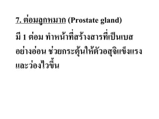 7. ต่อมลูกหมาก (Prostate gland)
มี 1 ต่อม ท่าหน้าทีสร้างสารทีเป็นเบส
อย่างอ่อน ช่วยกระตุ้นให้ตัวอสุจิแข็งแรง
และว่องไวขึ้น
 