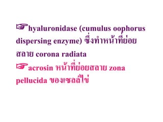 ☞hyaluronidase (cumulus oophorus
dispersing enzyme) ซึงท่าหน้าทีย่อย
สลาย corona radiata
☞acrosin หน้าทีย่อยสลาย zona
pellucida ของเซลล์ไข่
 