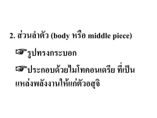 2. ส่วนล่าตัว (body หรือ middle piece)
☞รูปทรงกระบอก
☞ประกอบด้วยไมโทคอนเดรีย ทีเป็น
แหล่งพลังงานให้แก่ตัวอสุจิ
 